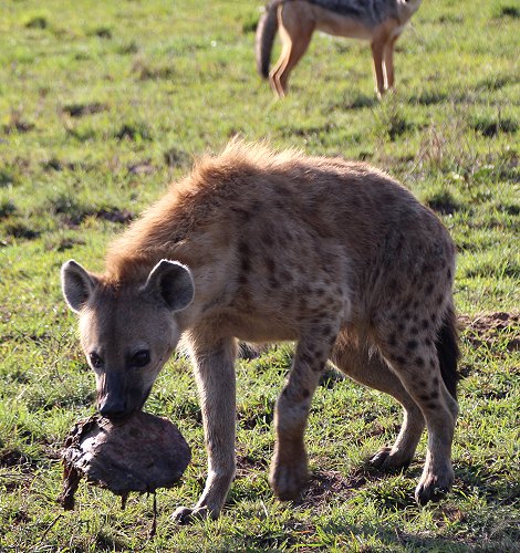 Löwen, Moniko Rudel - Masai Mara