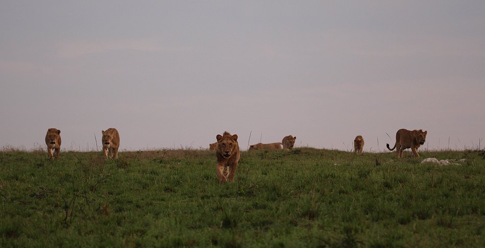 junge Löwen Männchen des Moniko Rudels in der Masai Mara