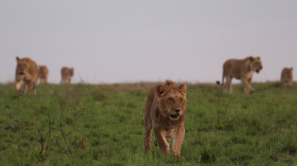 junge Löwen Männchen des Moniko Rudels in der Masai Mara
