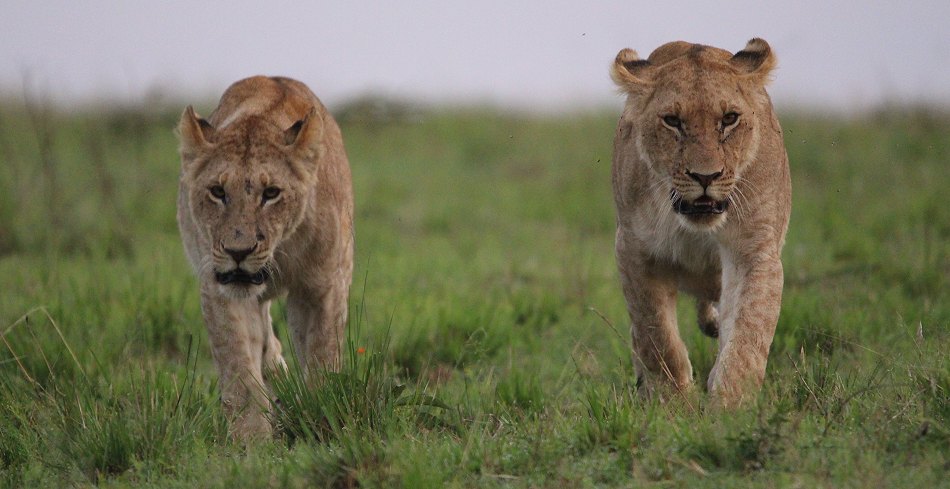 junge Löwen Männchen des Moniko Rudels in der Masai Mara