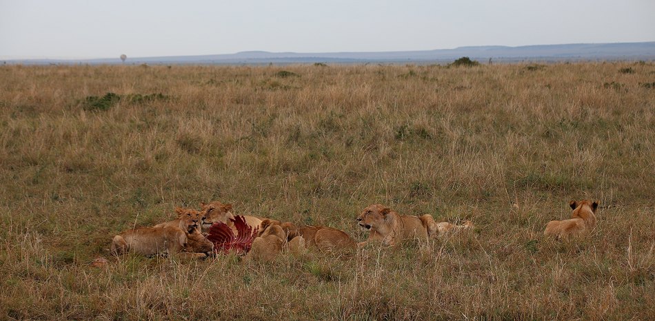 Löwenrudel am Zebra Kill, Moniko Pride