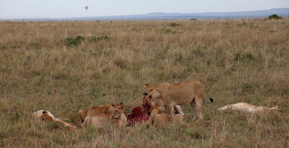 Löwenrudel am Zebra Kill, Moniko Pride