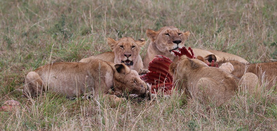 Löwenrudel am Zebra Kill, Moniko Pride
