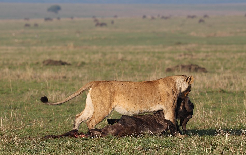 Löwen, Moniko Rudel - Masai Mara