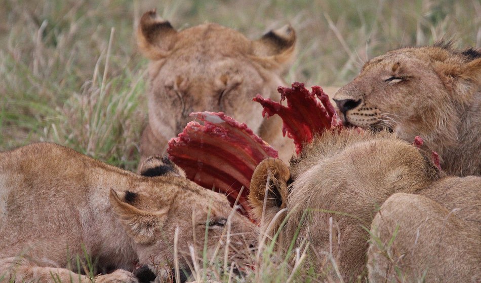 Löwenrudel am Zebra Kill, Moniko Pride