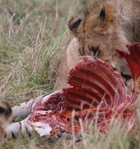 Löwenrudel am Zebra Kill, Moniko Pride
