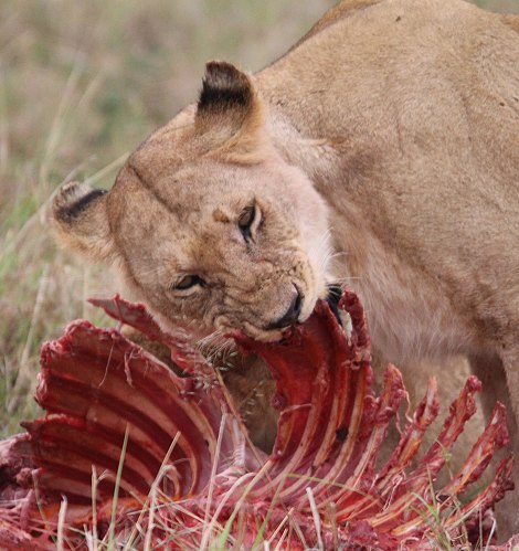 Löwenrudel am Zebra Kill, Moniko Pride