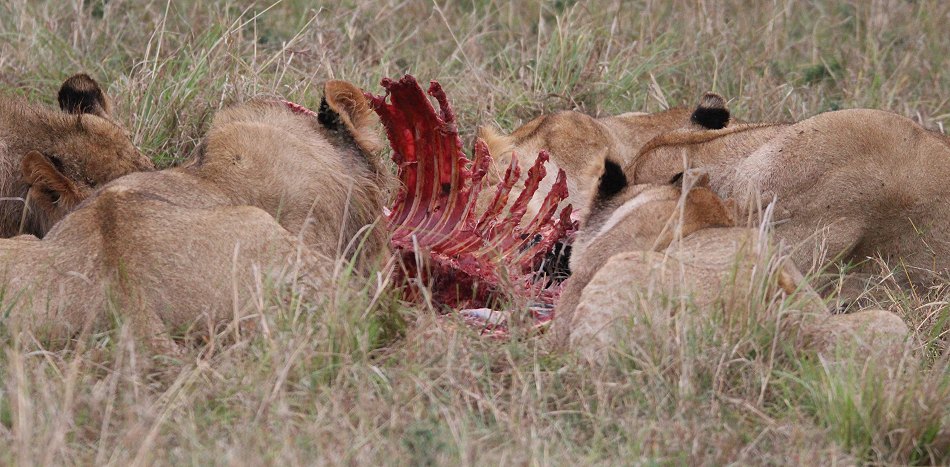 Löwenrudel am Zebra Kill, Moniko Pride