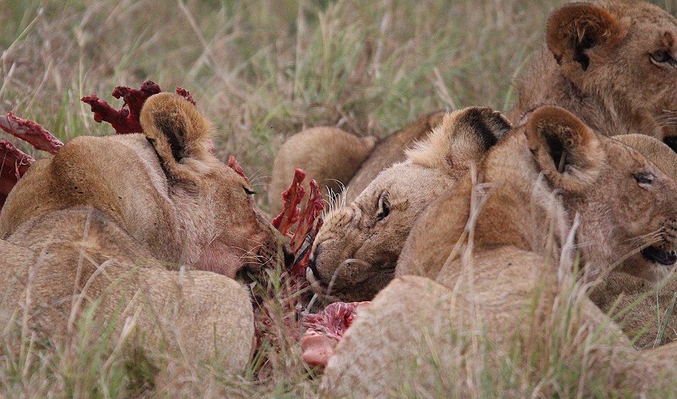 Löwenrudel am Zebra Kill, Moniko Pride
