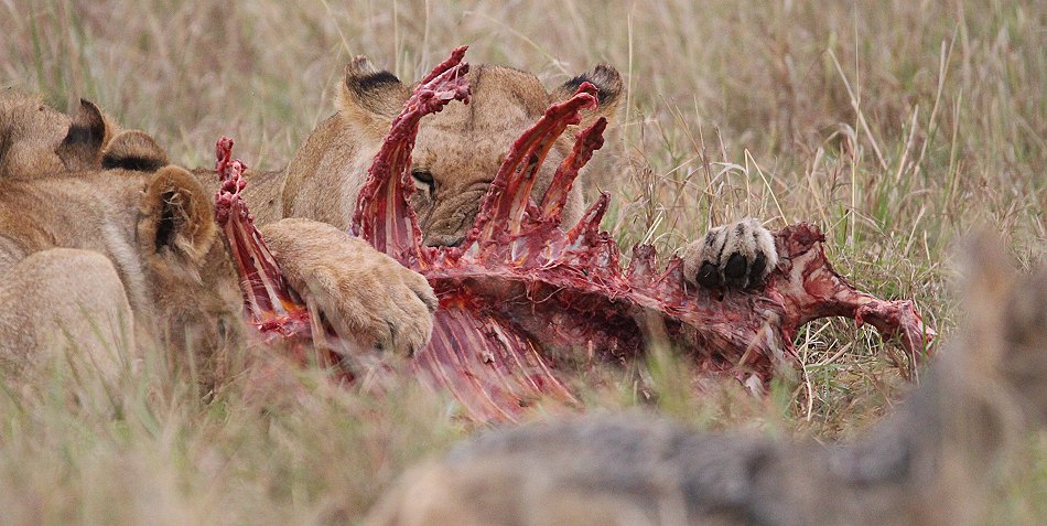 Löwenrudel am Zebra Kill, Moniko Pride