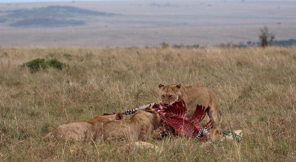 Löwenrudel am Zebra Kill, Moniko Pride