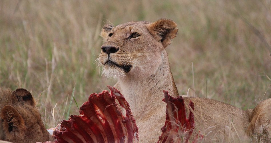 Löwenrudel am Zebra Kill, Moniko Pride