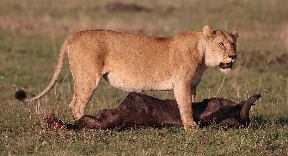 Löwen, Moniko Rudel - Masai Mara