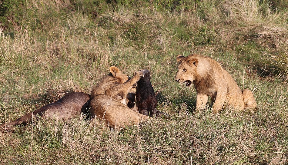 Löwen, Moniko Rudel - Masai Mara