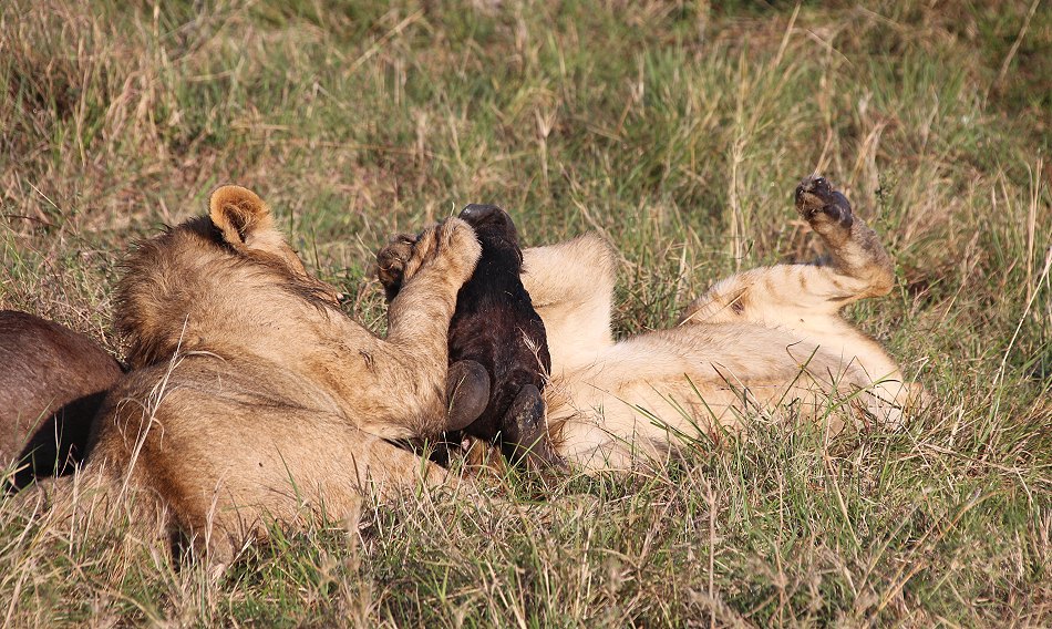 Löwen, Moniko Rudel - Masai Mara