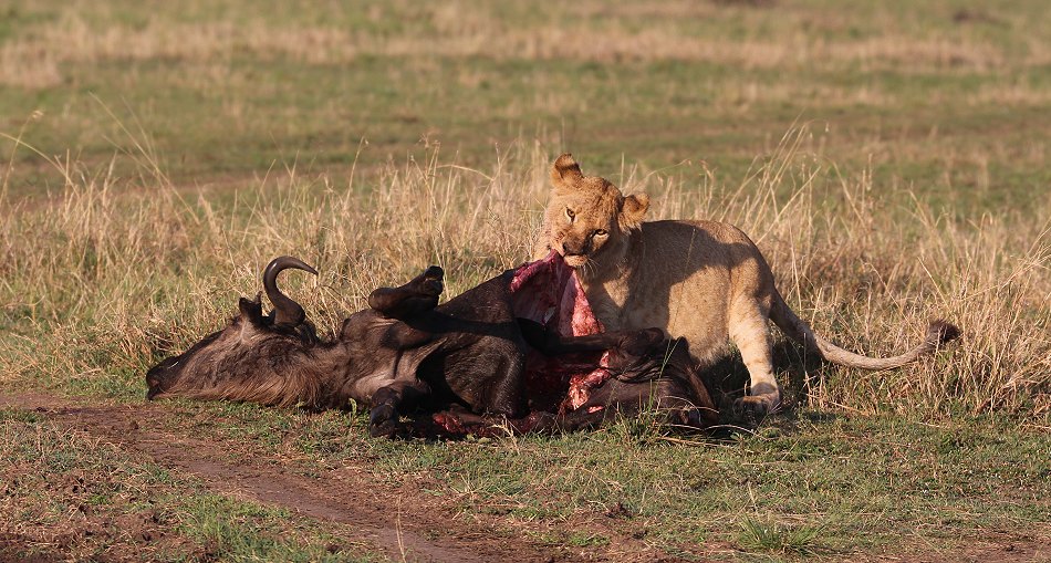 Löwen, Moniko Rudel - Masai Mara