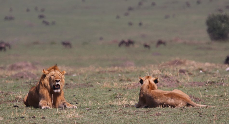 Löwen Paarung in der Masai Mara