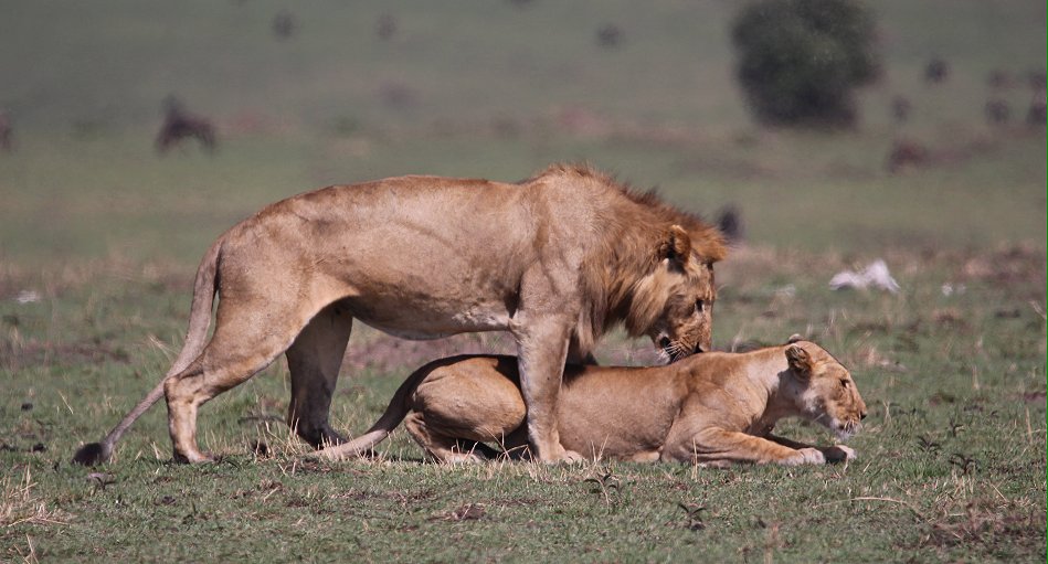 Löwen Paarung in der Masai Mara