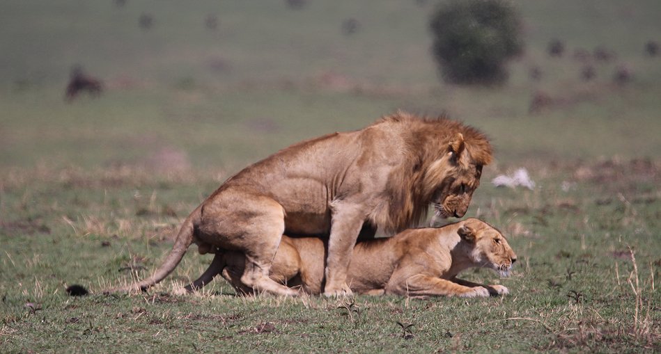 Löwen Paarung in der Masai Mara