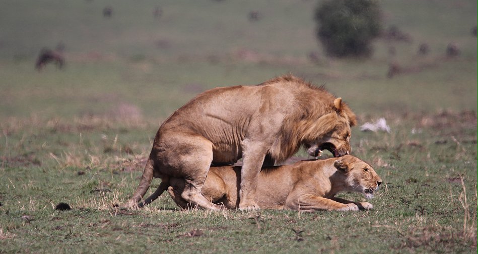 Löwen Paarung in der Masai Mara