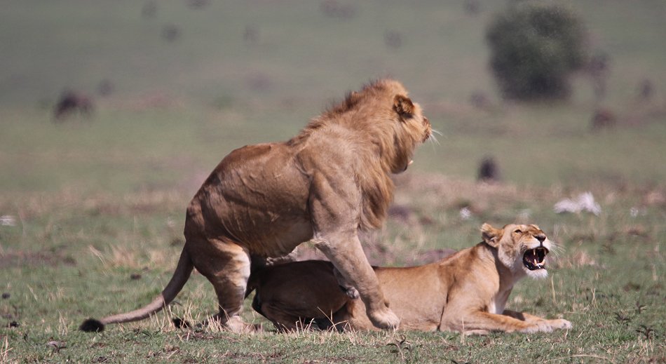 Löwen Paarung in der Masai Mara