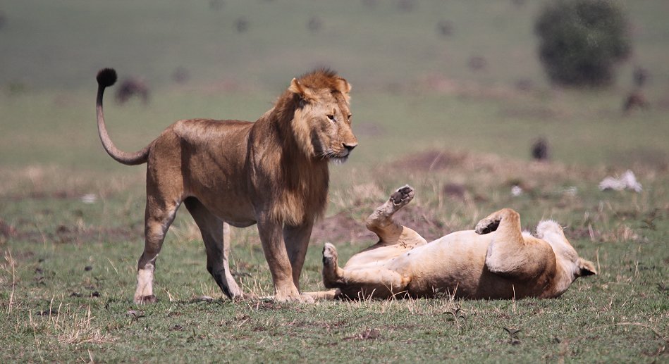 Löwen Paarung in der Masai Mara