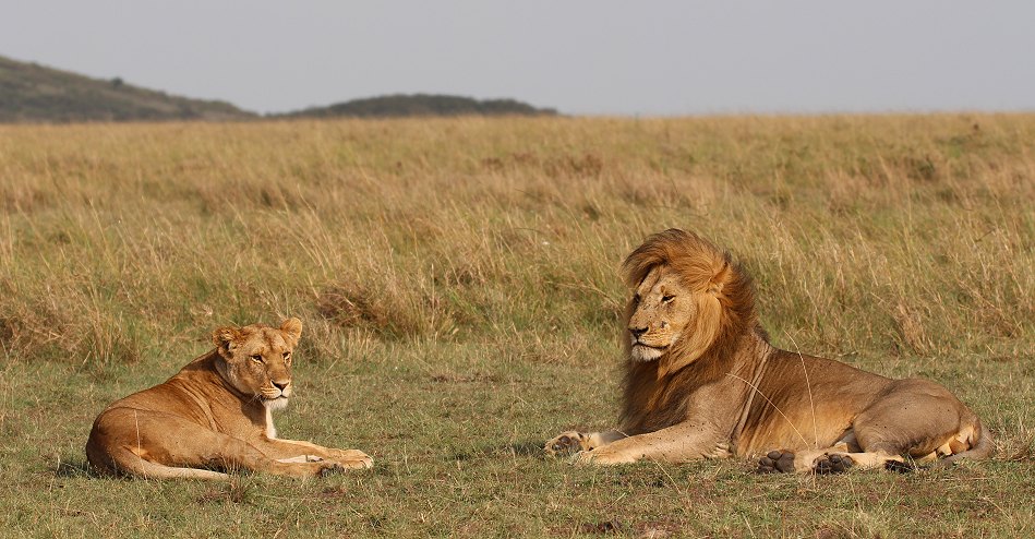 Löwen Paarung in der Masai Mara
