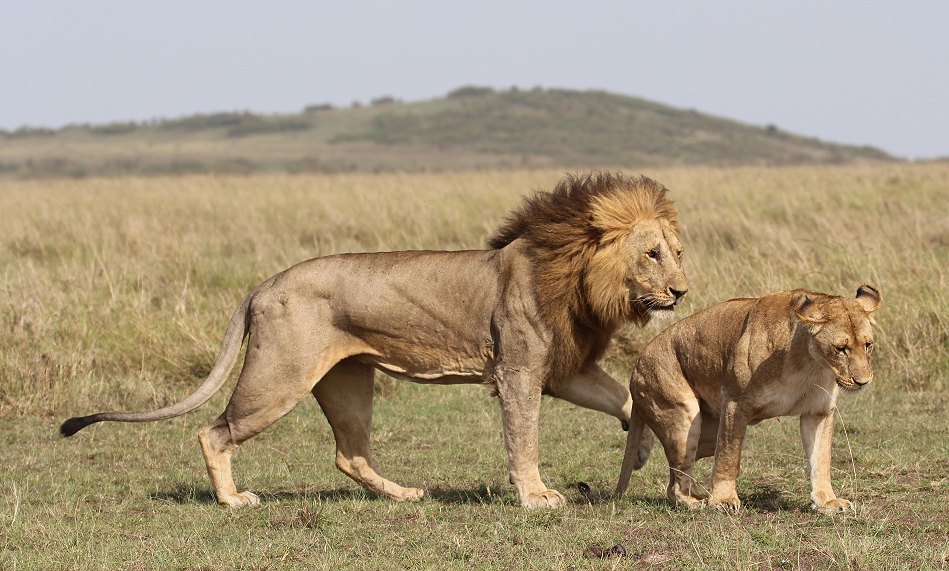 Löwen Paarung in der Masai Mara