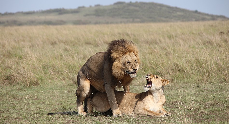 Löwen Paarung in der Masai Mara
