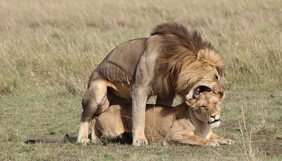 Löwen Paarung in der Masai Mara