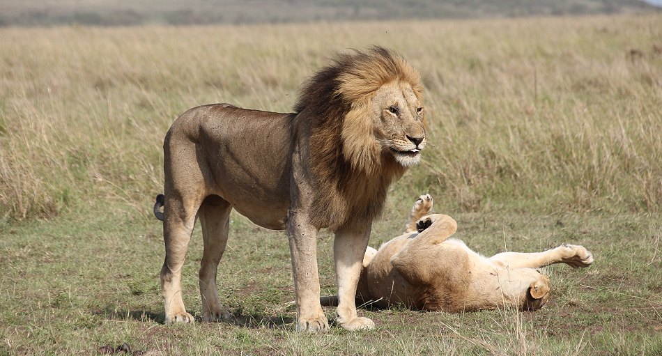 Löwen Paarung in der Masai Mara