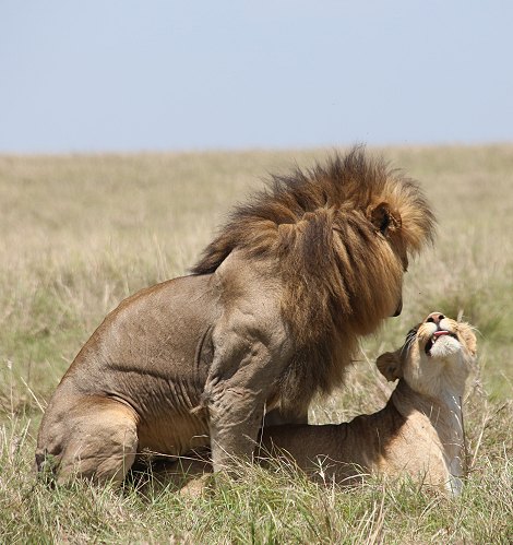 Löwen Paarung in der Masai Mara