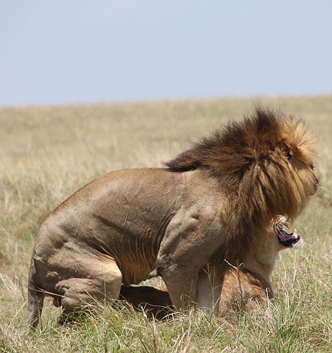 Löwen Paarung in der Masai Mara
