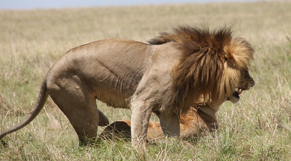 Löwen Paarung in der Masai Mara
