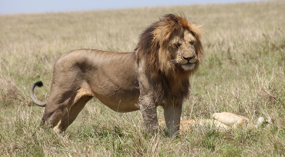 Löwen Paarung in der Masai Mara