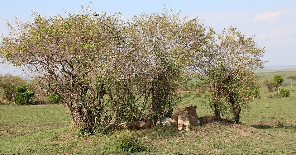 Löwen in der Masai Mara