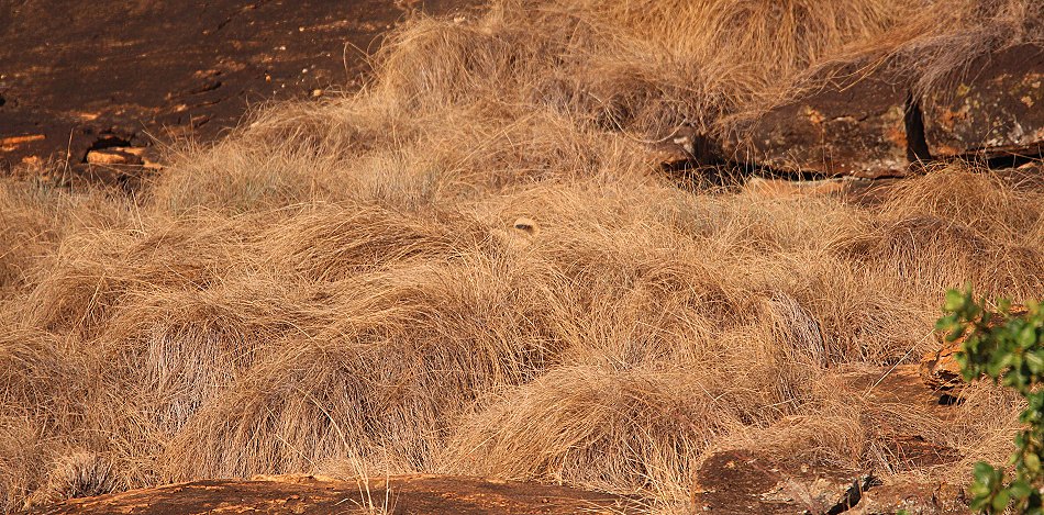Löwen, Lion Rock Rudel im Lumo Reservat