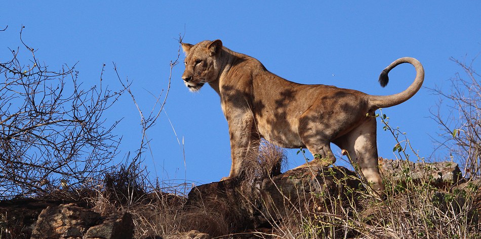 Löwen, Lion Rock Rudel im Lumo Reservat