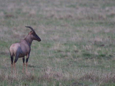 Löwen Topi Rudel in der Masai Mara