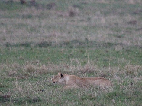 Löwen Topi Rudel in der Masai Mara