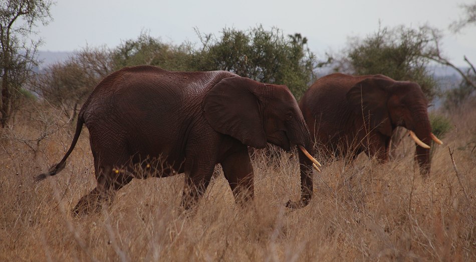Elefanten im Lumo Conservancy