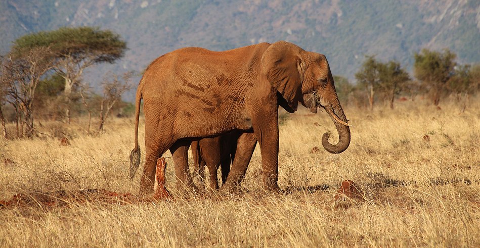 Rote Elefanten im Lumo Conservancy