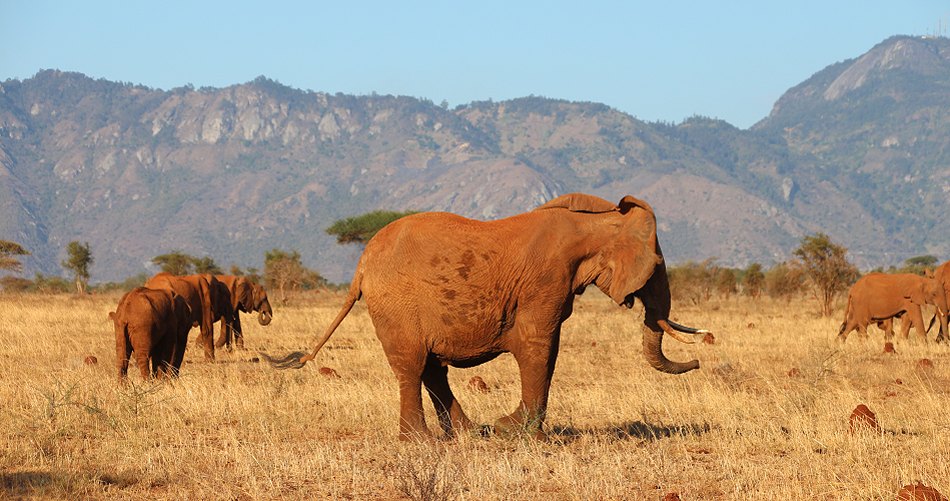 Rote Elefanten im Lumo Conservancy