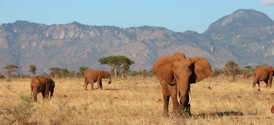 Rote Elefanten im Lumo Conservancy