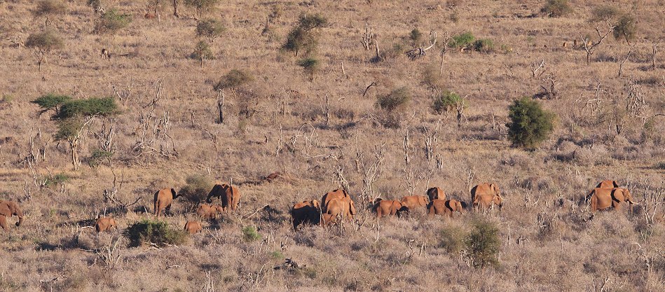 Elefanten im Lumo Conservancy