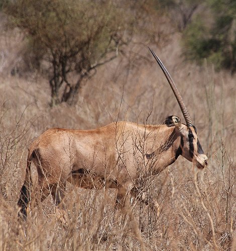 Oryxantilope im Lumo Reservat