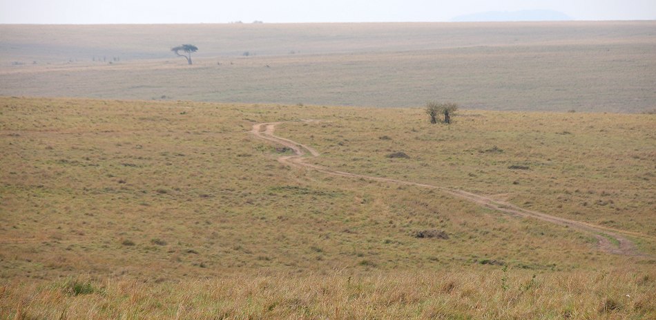 junge Servale in der Masai Mara