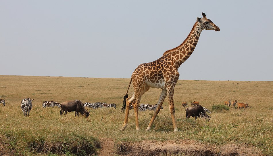 Masai Mara 2021