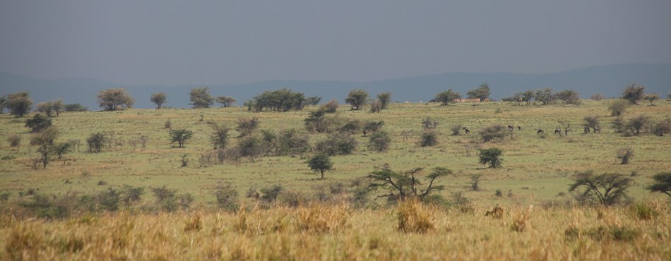 Mara North