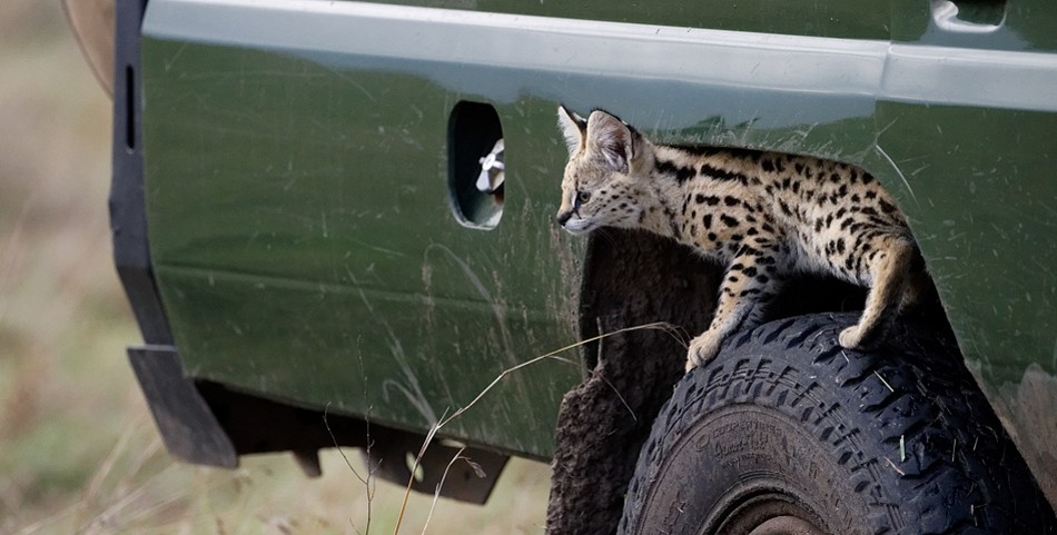 Eine junge Servakatze rettet sich unter unseren Land Cruiser